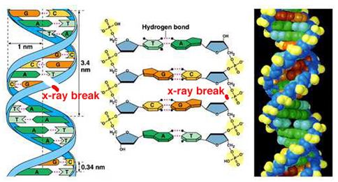 Scientific article for teaching M. Iman Wahab Kazem entitled: -Genetic mutations and their risk to criminal investigations