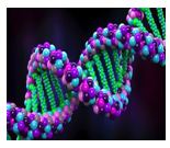 مقالــــة علميــــة للتدريسيــــة م.م ايمـــان وهاب كاظـــم بعنـــوان :-الطفرات الوراثية وخطرها على التحقيقات الجنائية