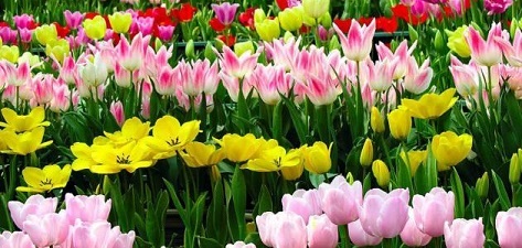 الأزهار والورود تشكّل عالماً قائماً في ذاته، وعندما نقف أمامها يتكشّف لنا كل ما يضجّ به هذا العالم ويدهشنا.