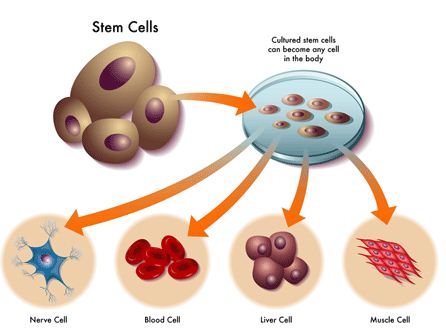 Scientific article for teaching M. Eman Wahab Kadhum entitled: -Stem cells and regenerative medicine
