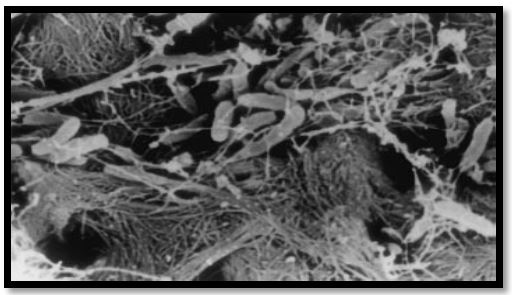 تم نشر مقالة علمية للتدريسة في كليسة المستقبل الجامعة قسم التخدير (علا عبد الله مهدي)) بعنوان Microorganism of Root Canal