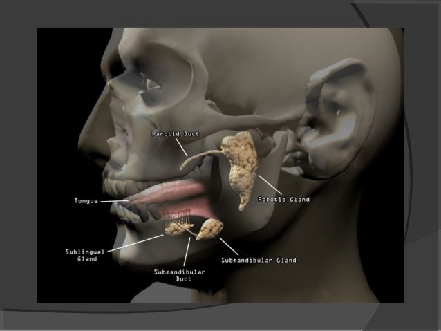تلوين الغدد اللعابية......... كرار حيدر عبد الحسين