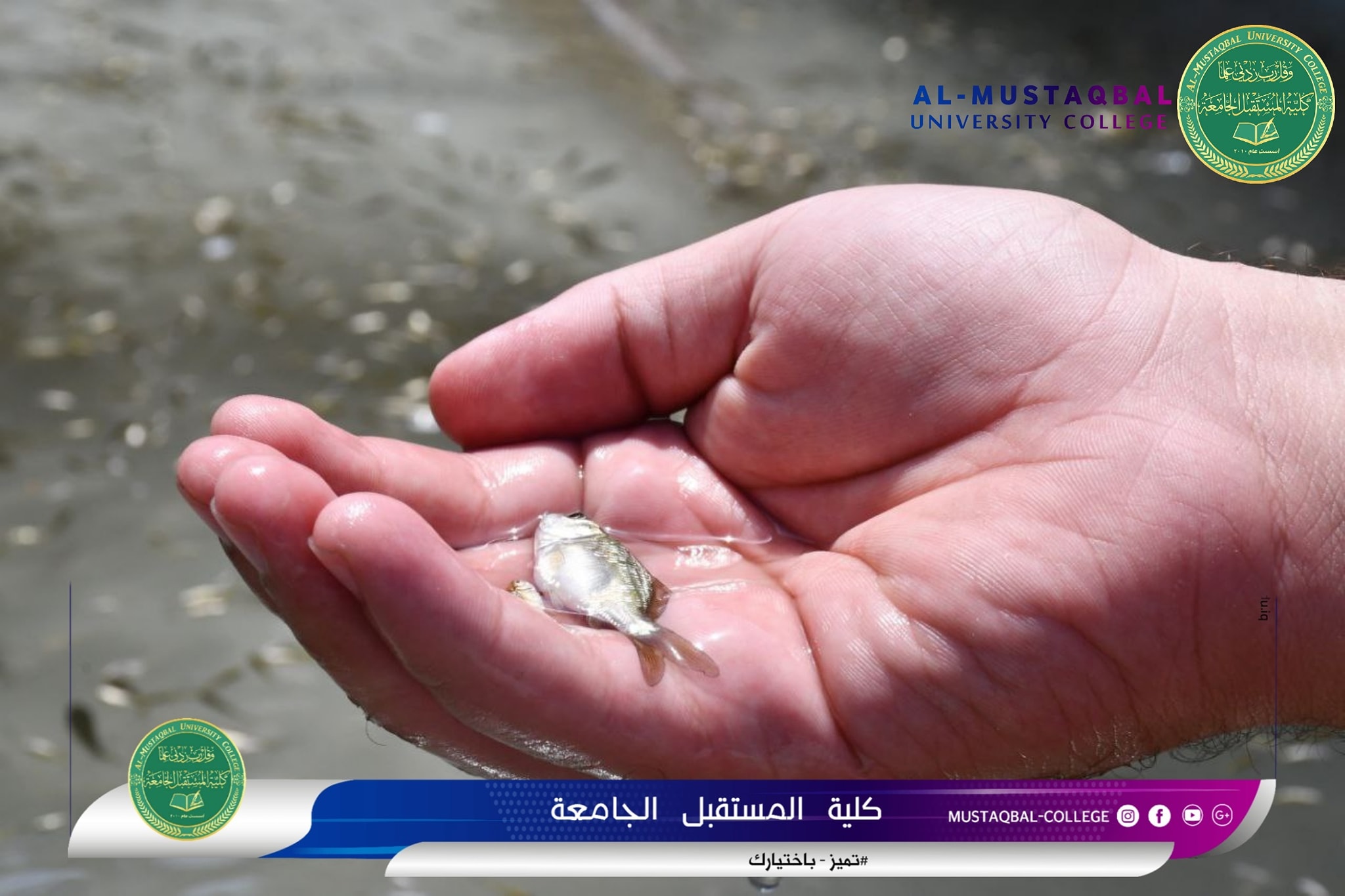  بمناسبة اليوم العالمي للصيد الغير قانوني كلية المستقبل الجامعة تطلق مائة الف سمكة في شط الحله