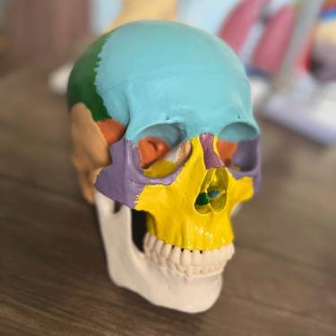 نموذج جمجمة الانسان