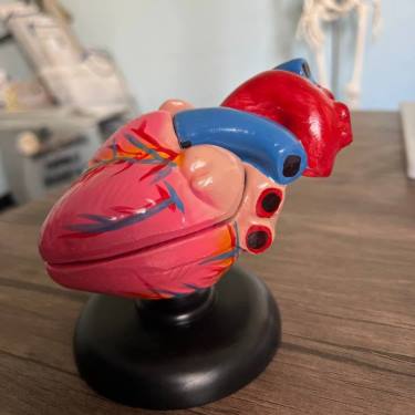 نموذج تشريح القلب  