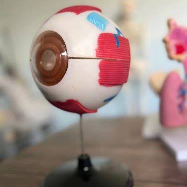  نموذج تشريح العين 