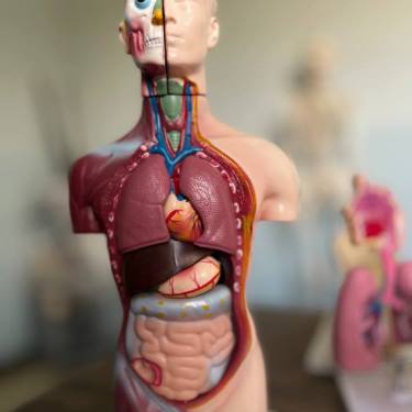 نموذج الجهاز الهضمي