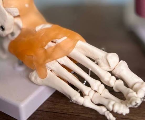 مختبر التشريح