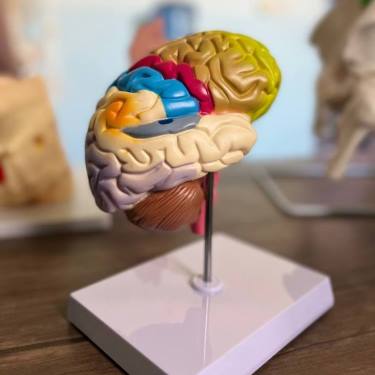 نموذج تشريح الدماغ