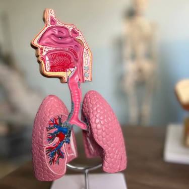نموذج تشريح الرئة