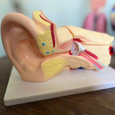 نموذج تشريح الاذن