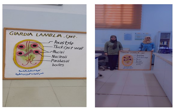 طلبة قسم تقنيات المختبرات الطبية يقومون بنشاط يتضمن عمل مجسم ل طفيلي Giardia lamblia cyst)