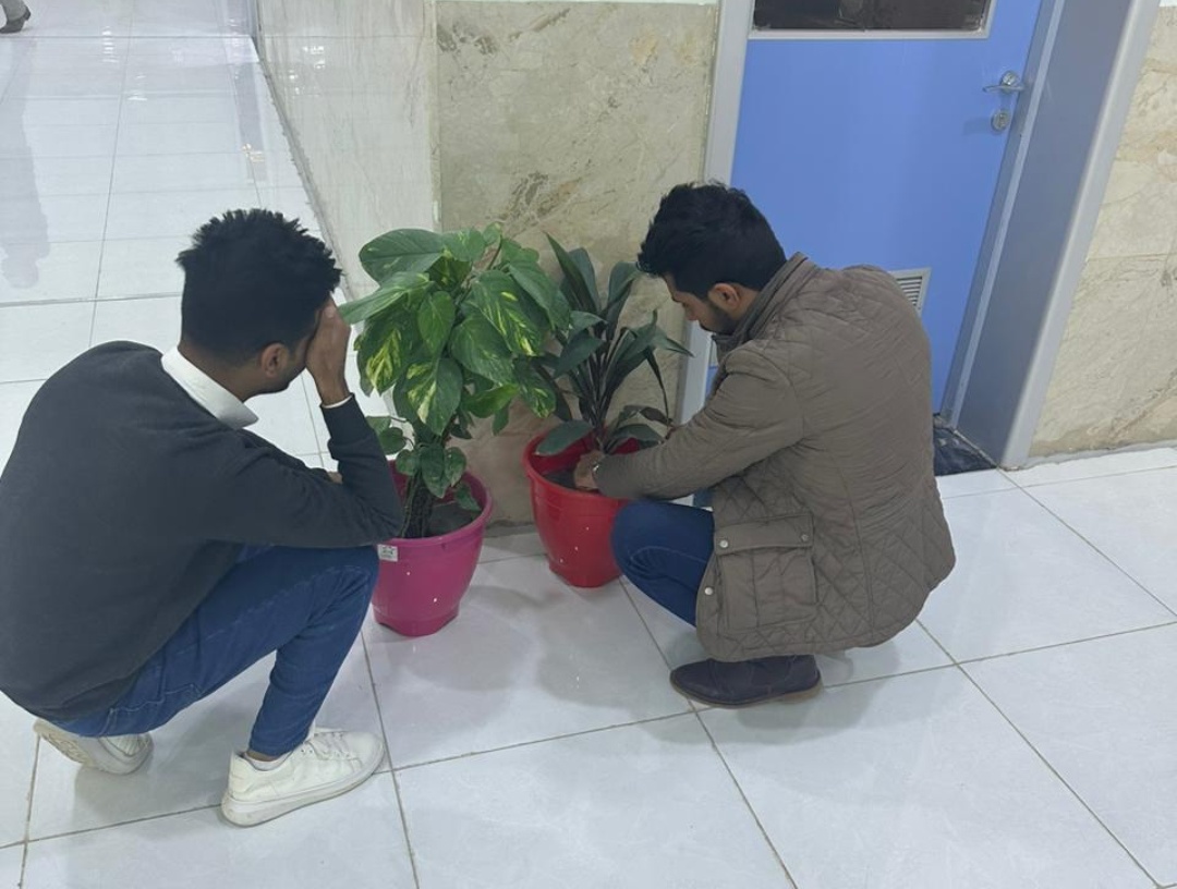 تزيين القسم بالنباتات الظلية