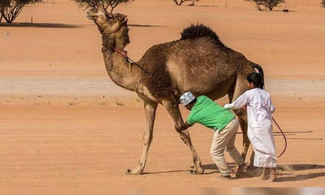 خبراء الصحة يحذرون من أعراض أنفلونزا الإبل في كأس العالم لكرة القدم