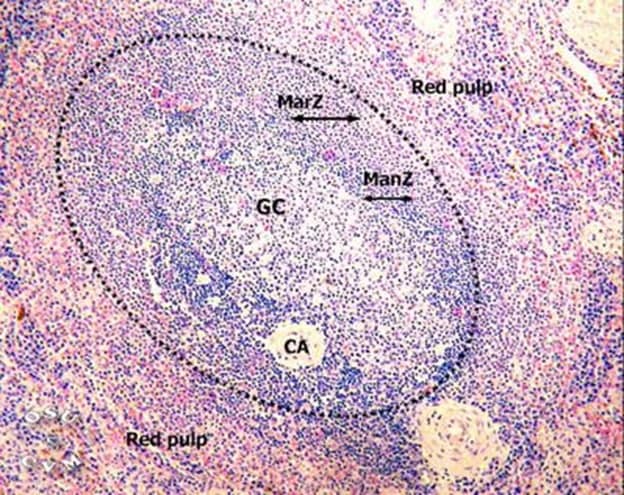 Histology of the spleen  م.م دعاء ساهي