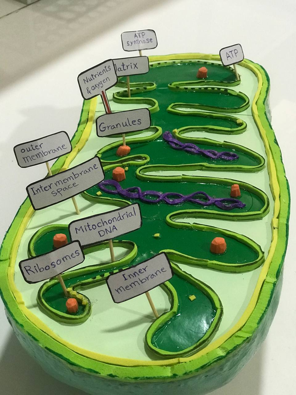 An activity for students of the second stage in the Department of Pharmacy for the mitochondrial stereotype in the physiology laboratory