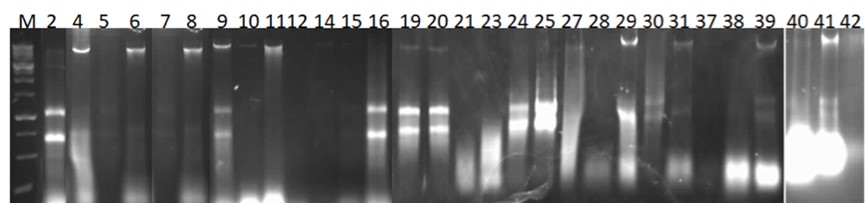 Molecular Characterization of Virulence Factors and Microbial Resistance of Different Bacterial Isolates in some Dairy Products