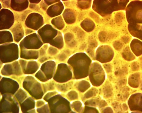 Polymers Nanocomposites