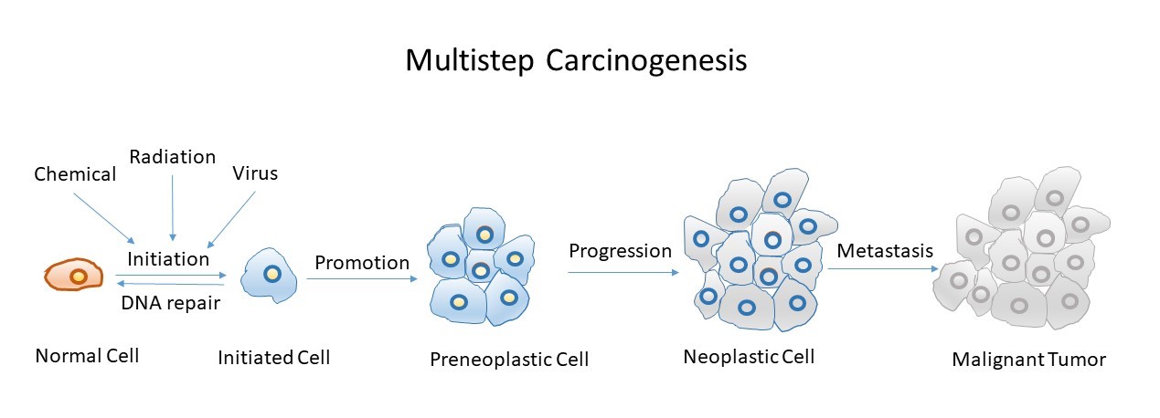  الدكتورة اثمار محمد رضا Carcinogenesis