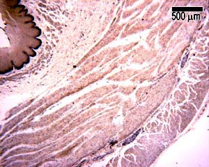 	 م.م دعاء ساهي حسونEsophagus