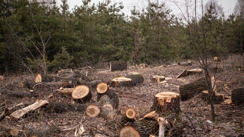 قطع الأشجار وتأثيرها على البيئة مقاله علميه للست ساره حامد دانه