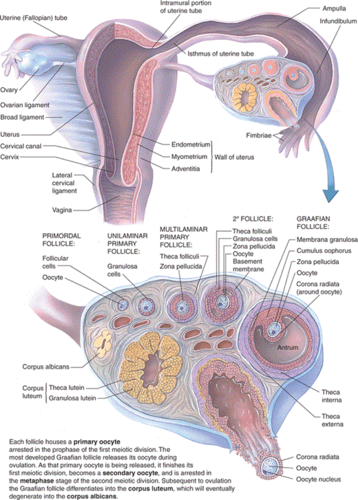 م.م دعاء ساهي حسونThe Ovary