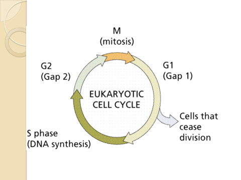 أقامة محاضرة علمية أفتراضية في قسم طب الأسنان بعنوان (ماهي دورة الخلية )