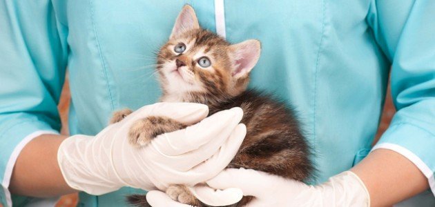 مقالة بعنوان "الاهتمام بالرفق بالحيوان من منظور قانوني ( كلية المستقبل الجامعة أنموذجاً )" 