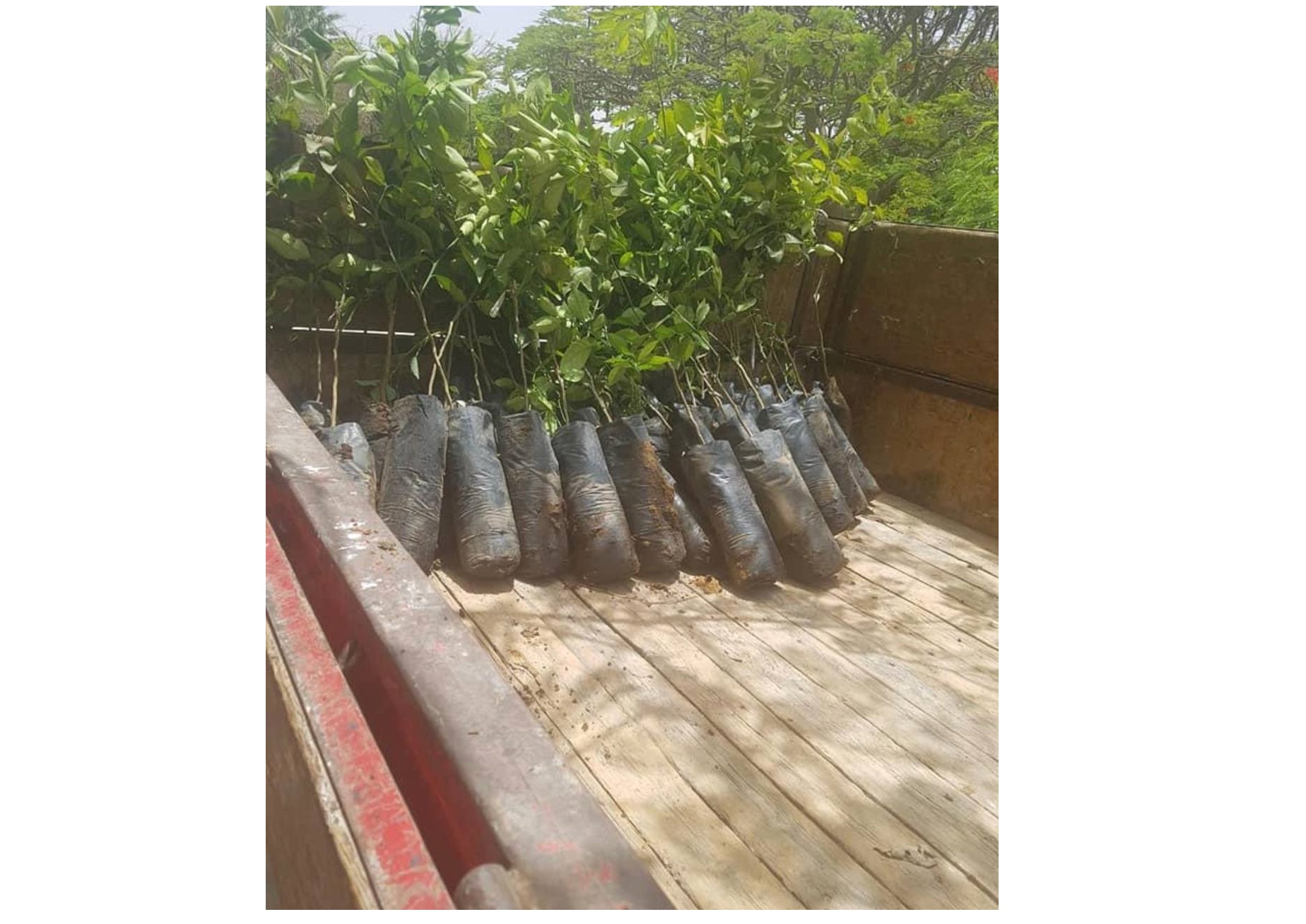 Student activity that includes a afforestation campaign in the holy streets of Karbala