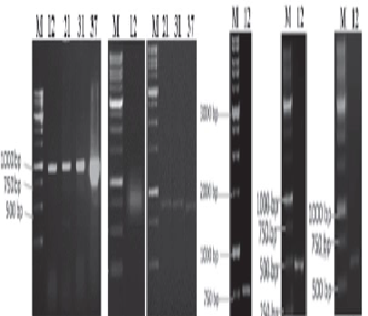 MOLECULAR CHARACTERIZATION OF STAPHYLOCOCCUS SP.ISOLATED FROM DIFFERENT TYPES OF CHEESE