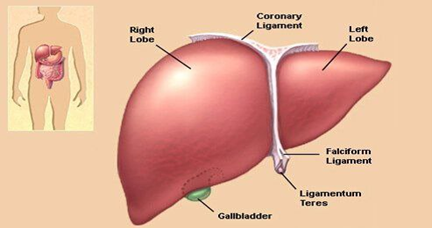 Liver Functions Tests ( LFTs)