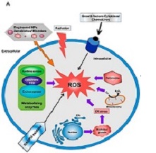 Reactive oxygen species and Cancer