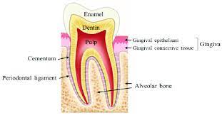 ندوه علمية ألكترونيه للدكتوره عذراء يحيى محمد الحجازي بعنوان Periodontium, Periodontal ligaments 