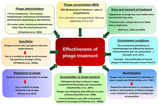 Phage therapy