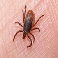 الحمى النزفية الفيروسية