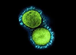 سلالتين فرعيتين جديدتين من أوميكرون