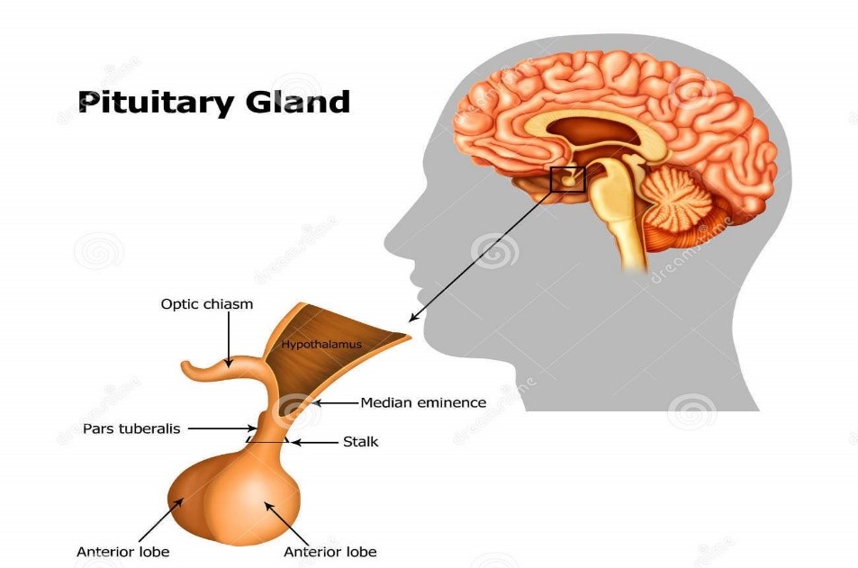 Anaesthesia and pituitary disease