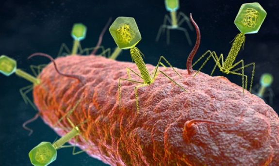 THE PLACE OF BACTERIOPHAGES IN THE THERAPY OF INFECTIOUS DISEASES OF THE GASTROINTESTINAL TRACT