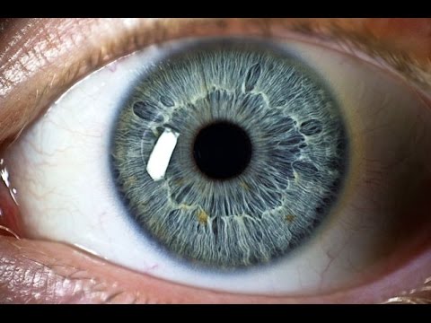 Article to the Mustafa Mortada Kalahf (Eye Regeneration)