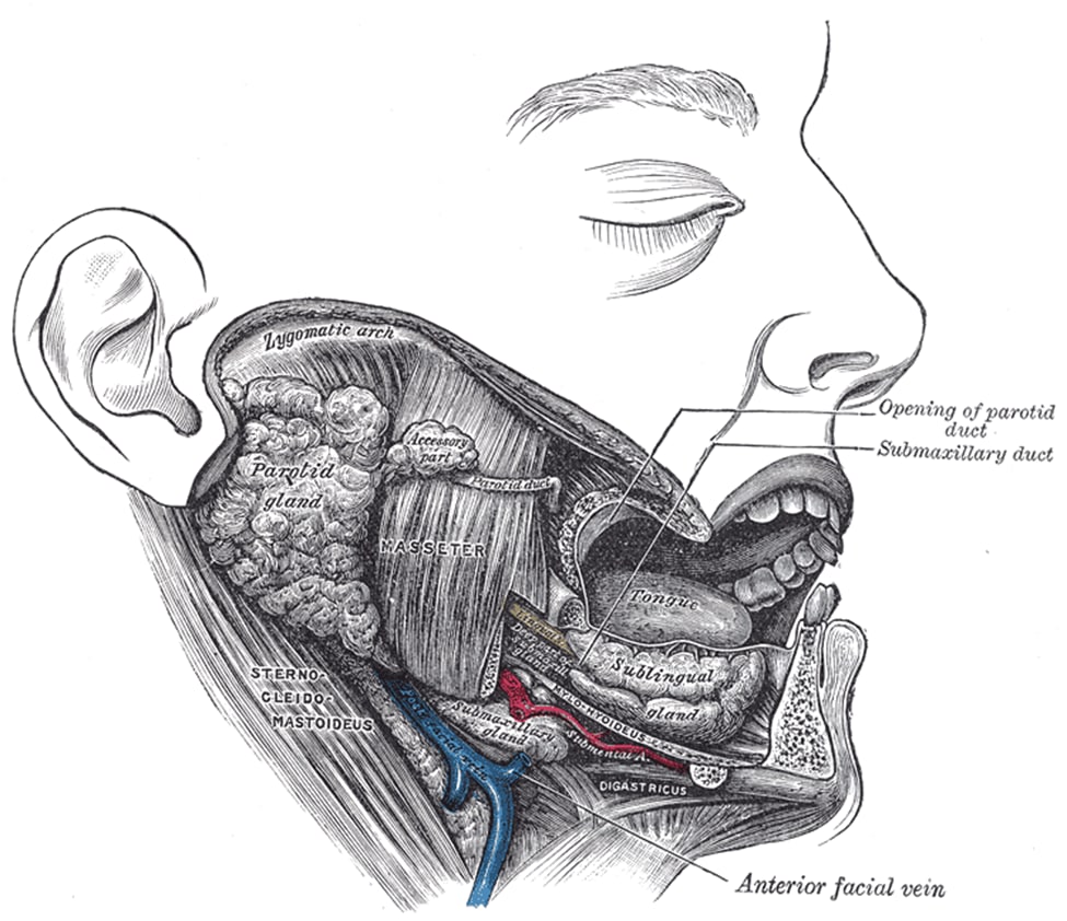 م.م.دعاء ساهي حسونHistology, Salivary Glands