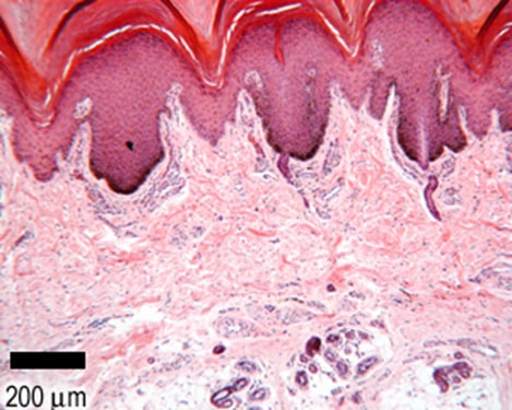   م.م.دعاء ساهي حسوانSkin functions and Layers 