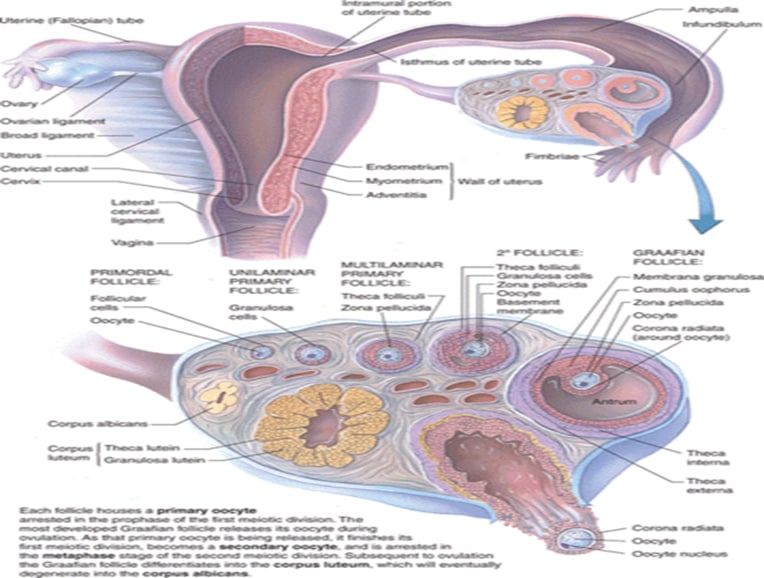  م.م. دعاء ساهي حسونThe Ovary