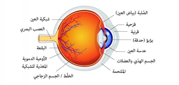 مقاله علمية للتدريسية م.م زينب وضاح ناصر بعنوان (التهاب الطبقة العنبية Uveitis)