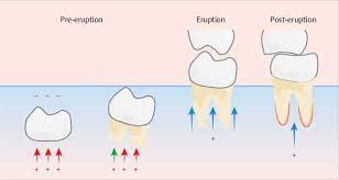 Holding an electronic scientific symposium for Prof. Dr. Athraa Yahya Muhammad Al-Higazi entitled   ERUPTION OF TEETH, MECHANISM OF ERUPTION