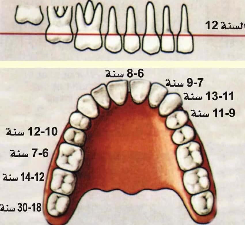 Holding an electronic scientific symposium for Prof. Dr. Athraa Yahya Muhammad Al-Higazi entitled “SHEDDING OF THE DECIDUOUS TEETH”