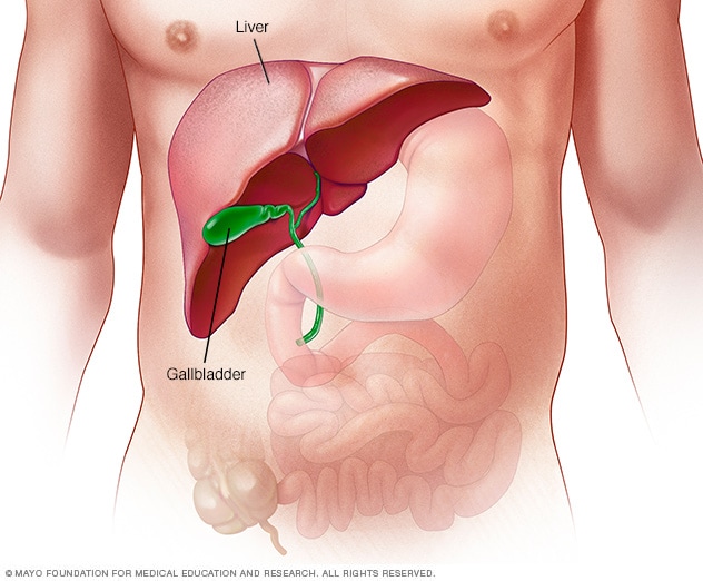 مقاله علمية للتدريسية في قسم علوم الفيزياء الطبيه م.م دعاء نصر بعنوان (The liver)
