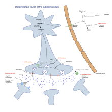 Parkinson’s disease