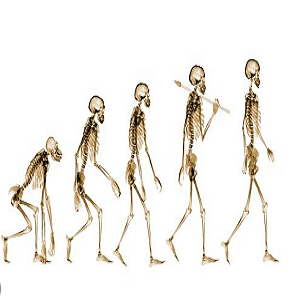 نظرية التطور