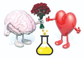 ما هي هرمونات السعادة  ؟