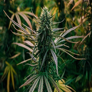 نبات القنب الهندي: فوائد علاجية واستخدامات تقليدية